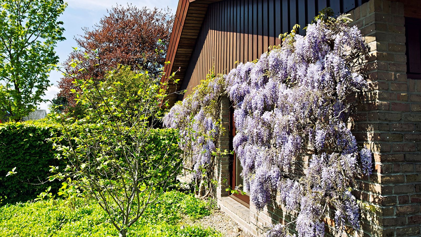 diferentes plantas decorar fachadas wisteria diferentes plantas decorar fachadas wisteria