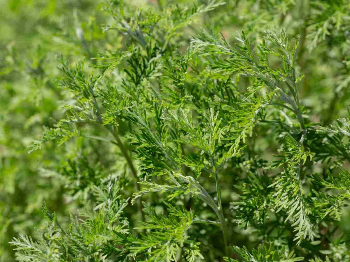 La artemisa se utiliza como repelente natural en huertos y jardines.
