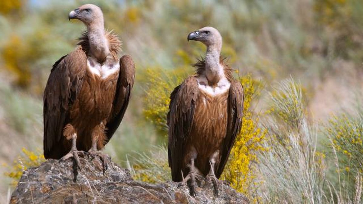 proteccion de buitres en espana buitre leonado