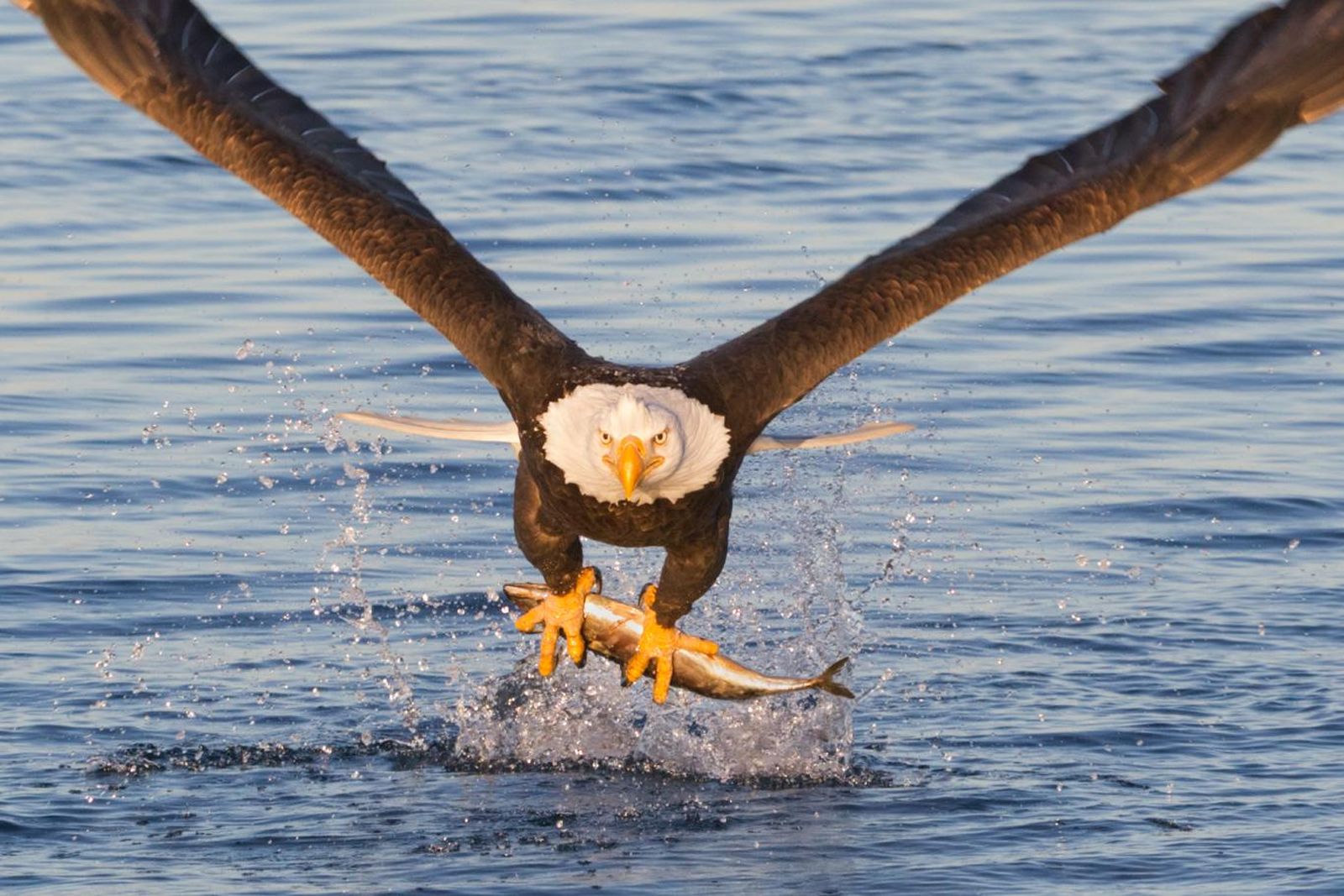 Águila cazando un pez. Águila cazando un pez.