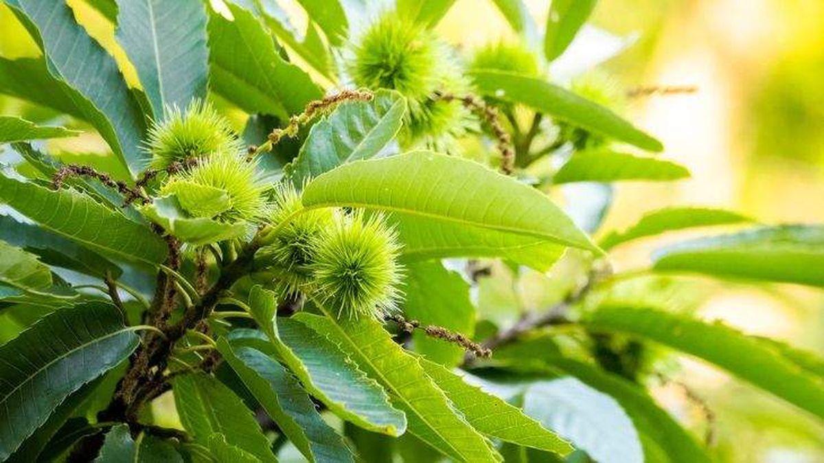 tratamiento tinta del castano