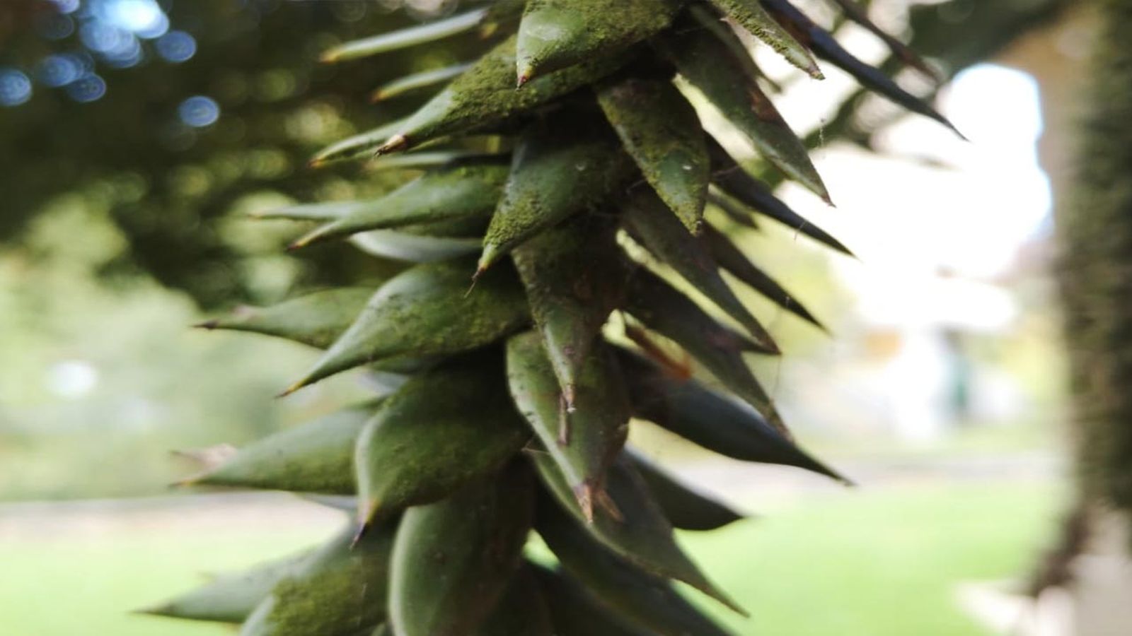 araucaria araucana detalle araucaria araucana detalle