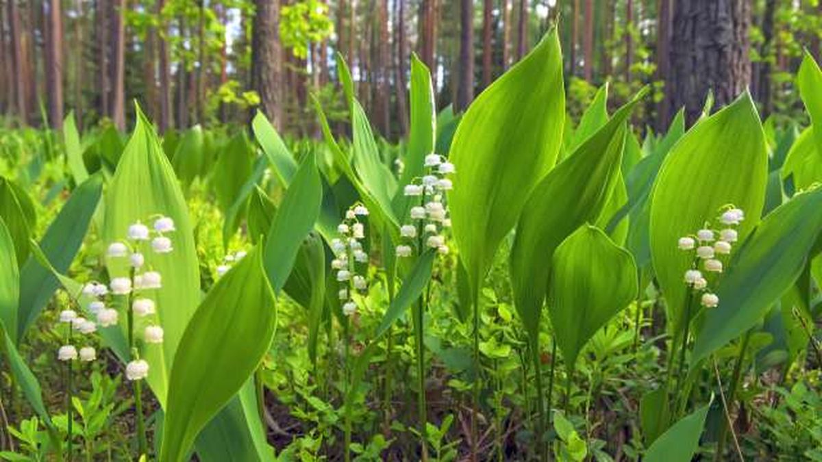 planta lirios de los valles