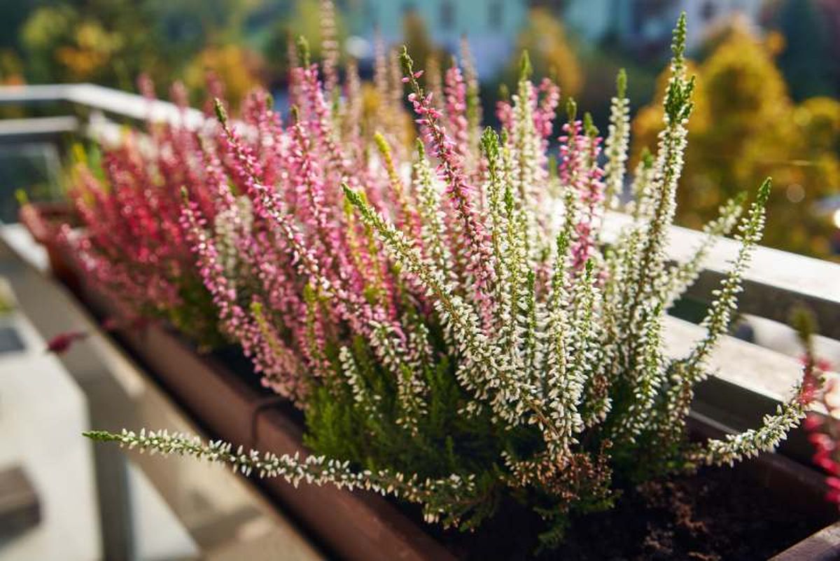 Calluna vulgaris