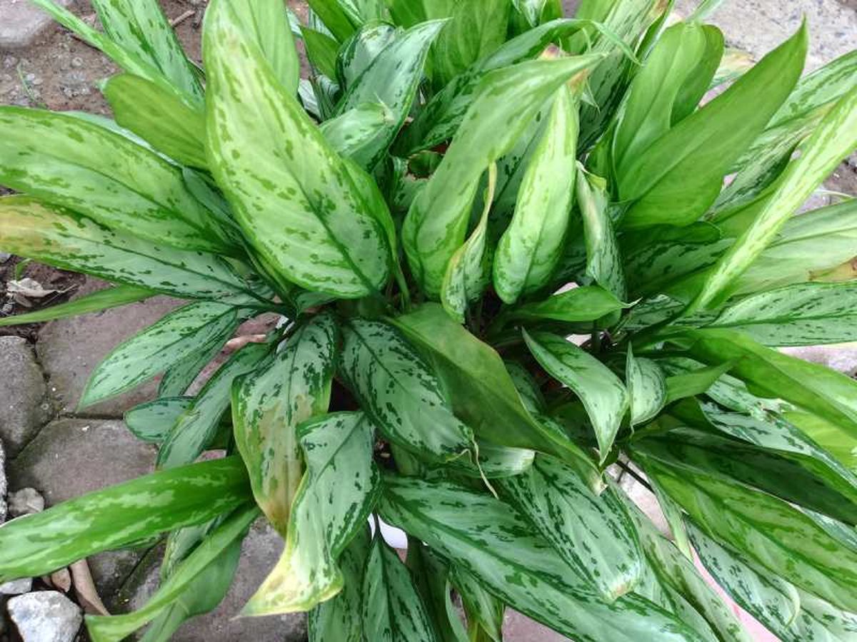 La Aglaonema Silver Queen se adapta a una gran variedad de condiciones.