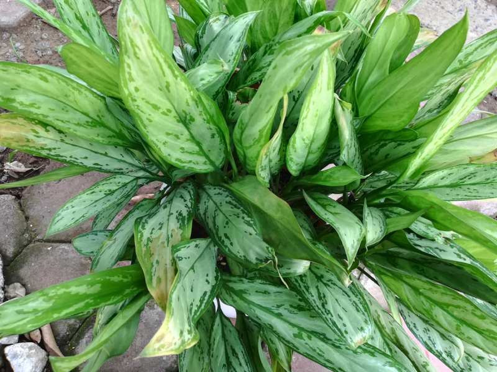 La Aglaonema Silver Queen se adapta a una gran variedad de condiciones. La Aglaonema Silver Queen se adapta a una gran variedad de condiciones.