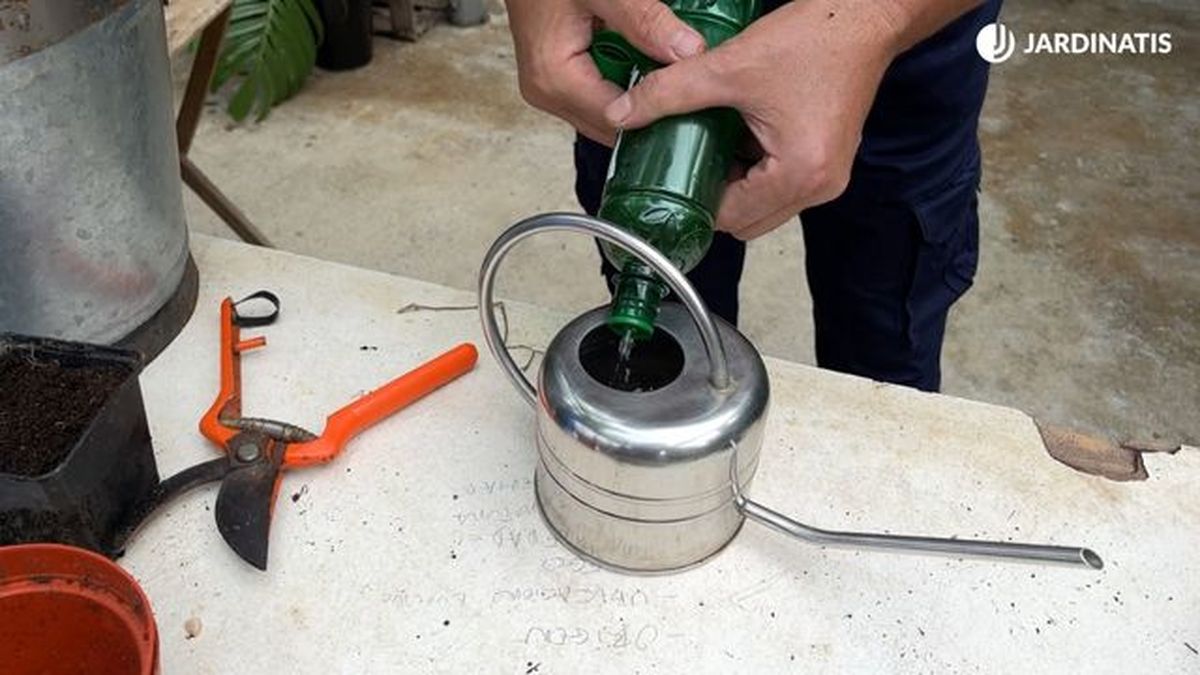 abonar violeta africana para que florezca todo el ano jardinatis 23 28