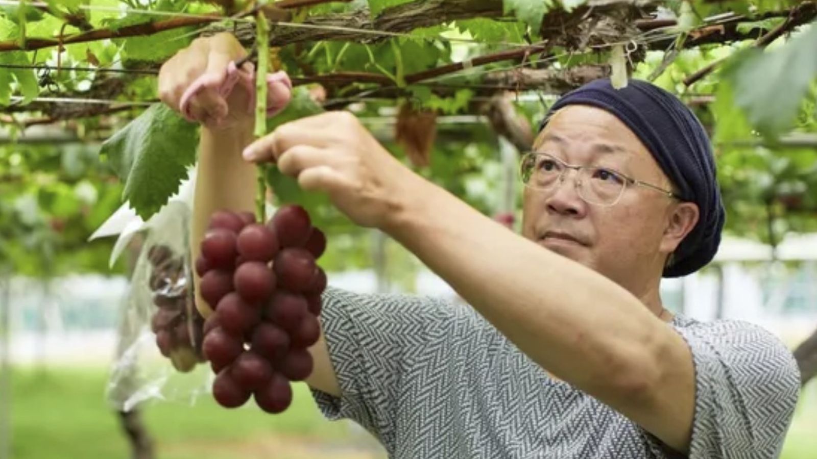 Uvas Ruby Roman Uvas Ruby Roman