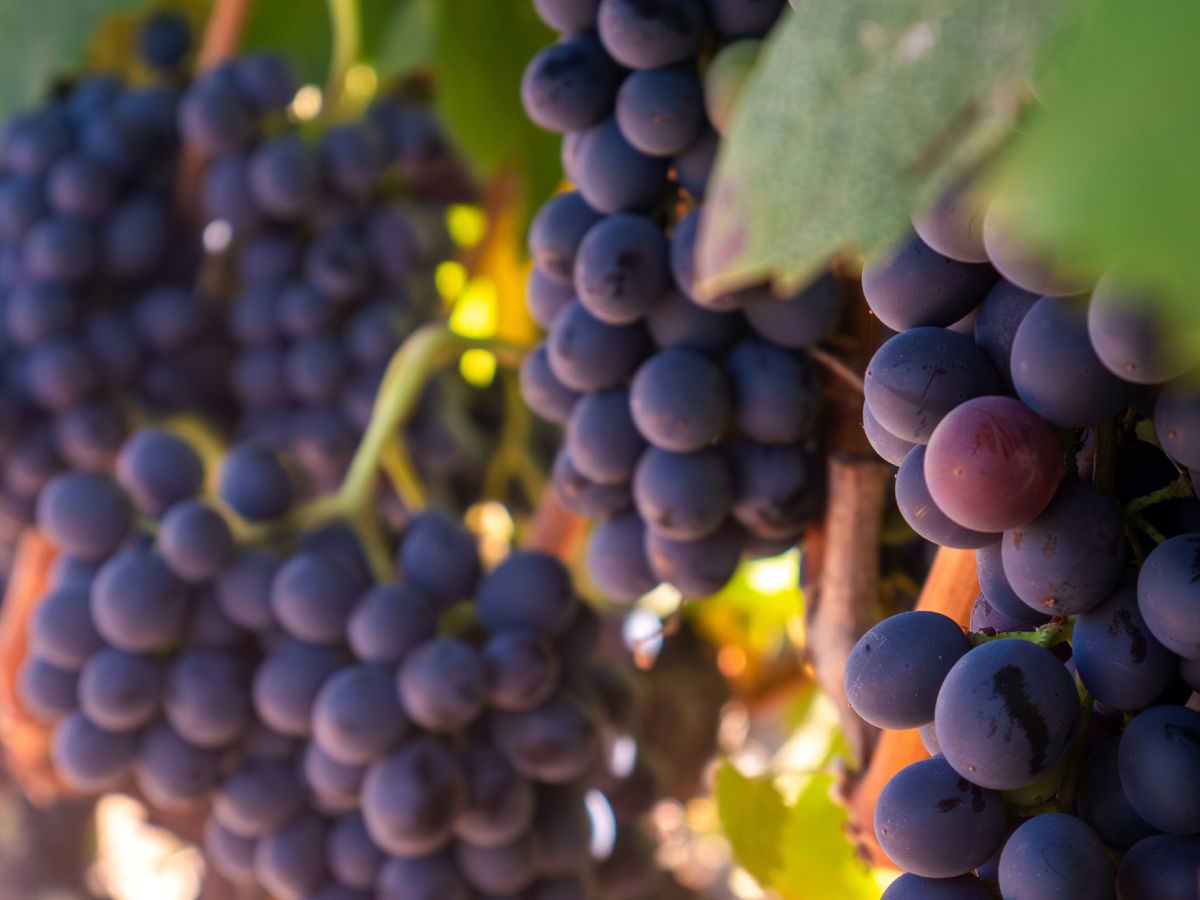 La observación de la viña empieza aquí, en cada racimo que madura según el ritmo natural del campo.