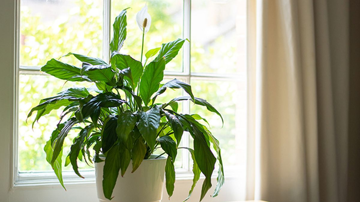 Spathiphyllum wallasii planta absorbe humedad