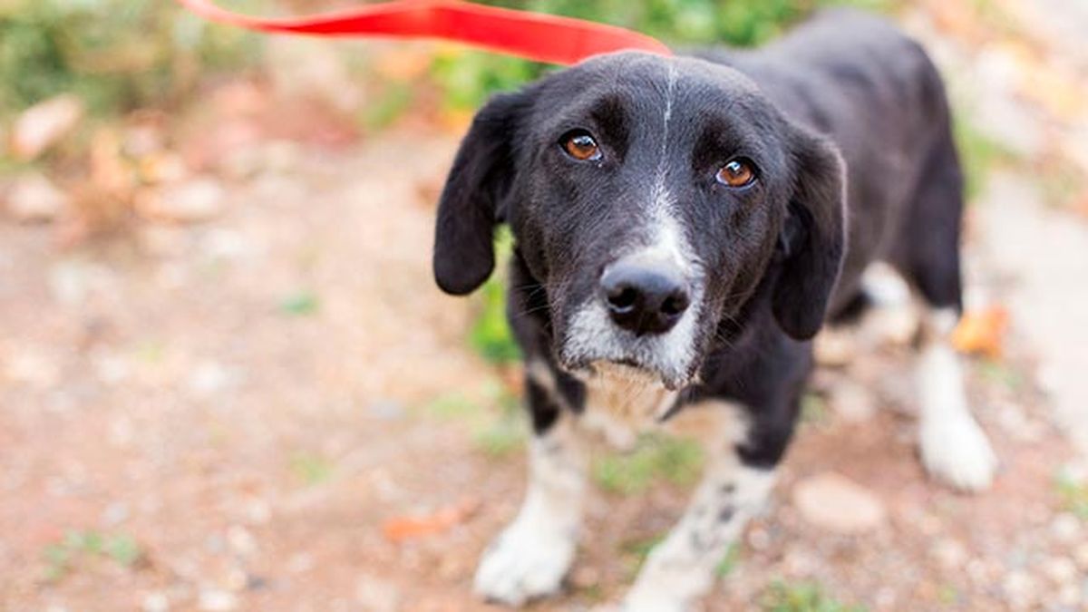 mascotas denuncia maltrato animal