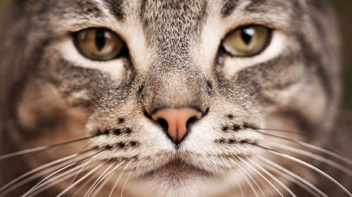 gatos mas grandes highlander