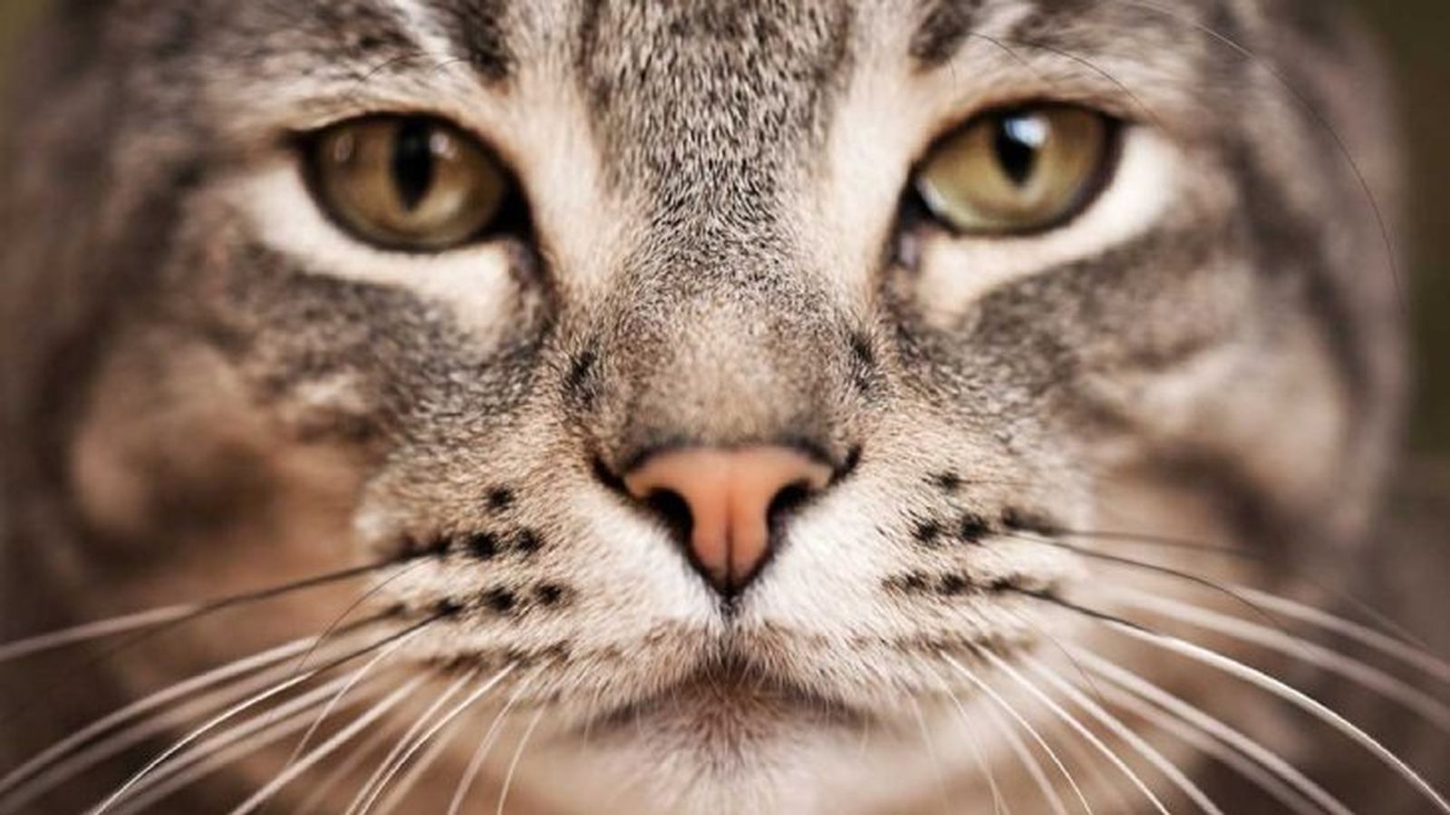 gatos mas grandes highlander gatos mas grandes highlander