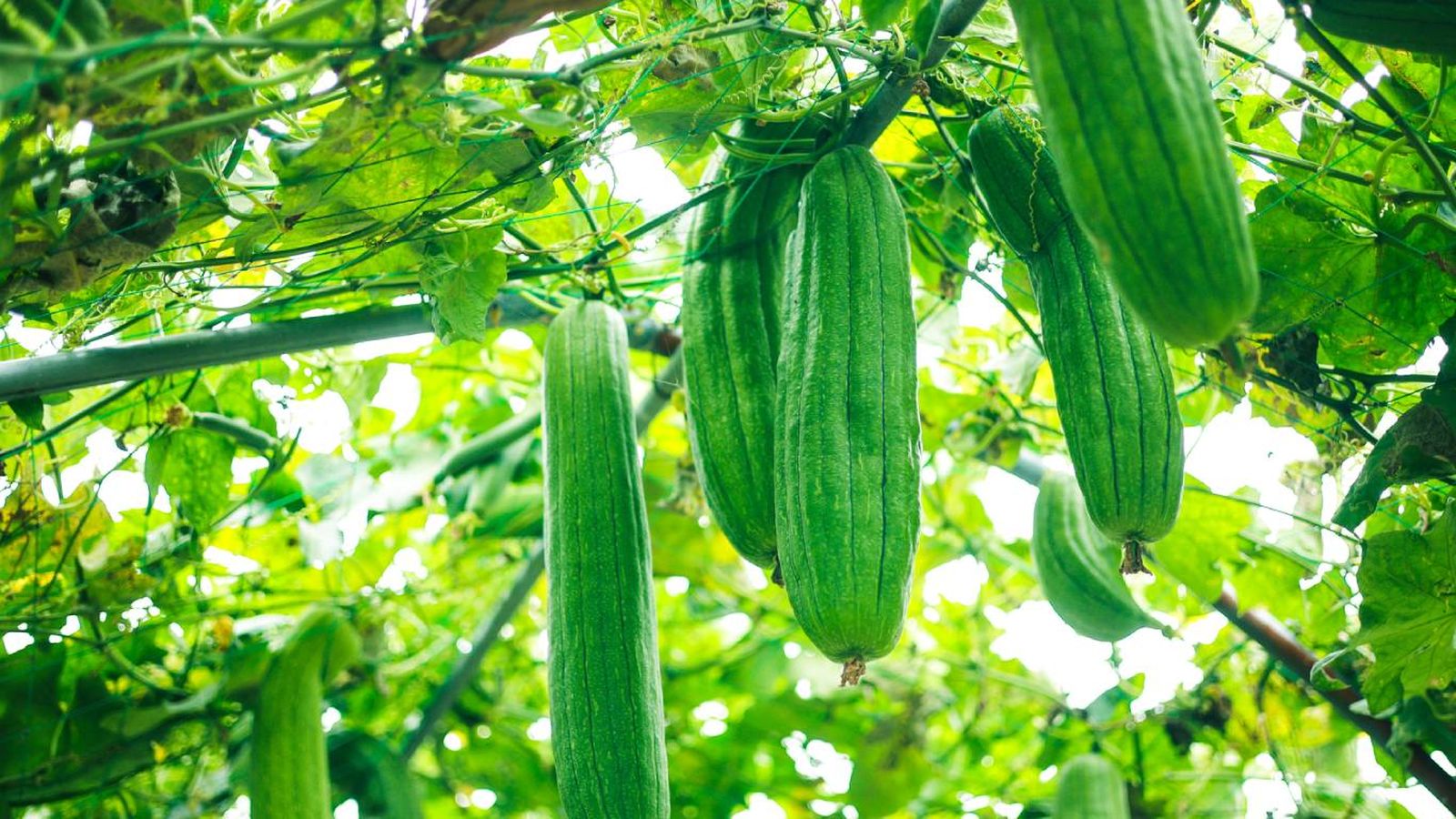 Frutos de Luffa aegyptiaca Frutos de Luffa aegyptiaca