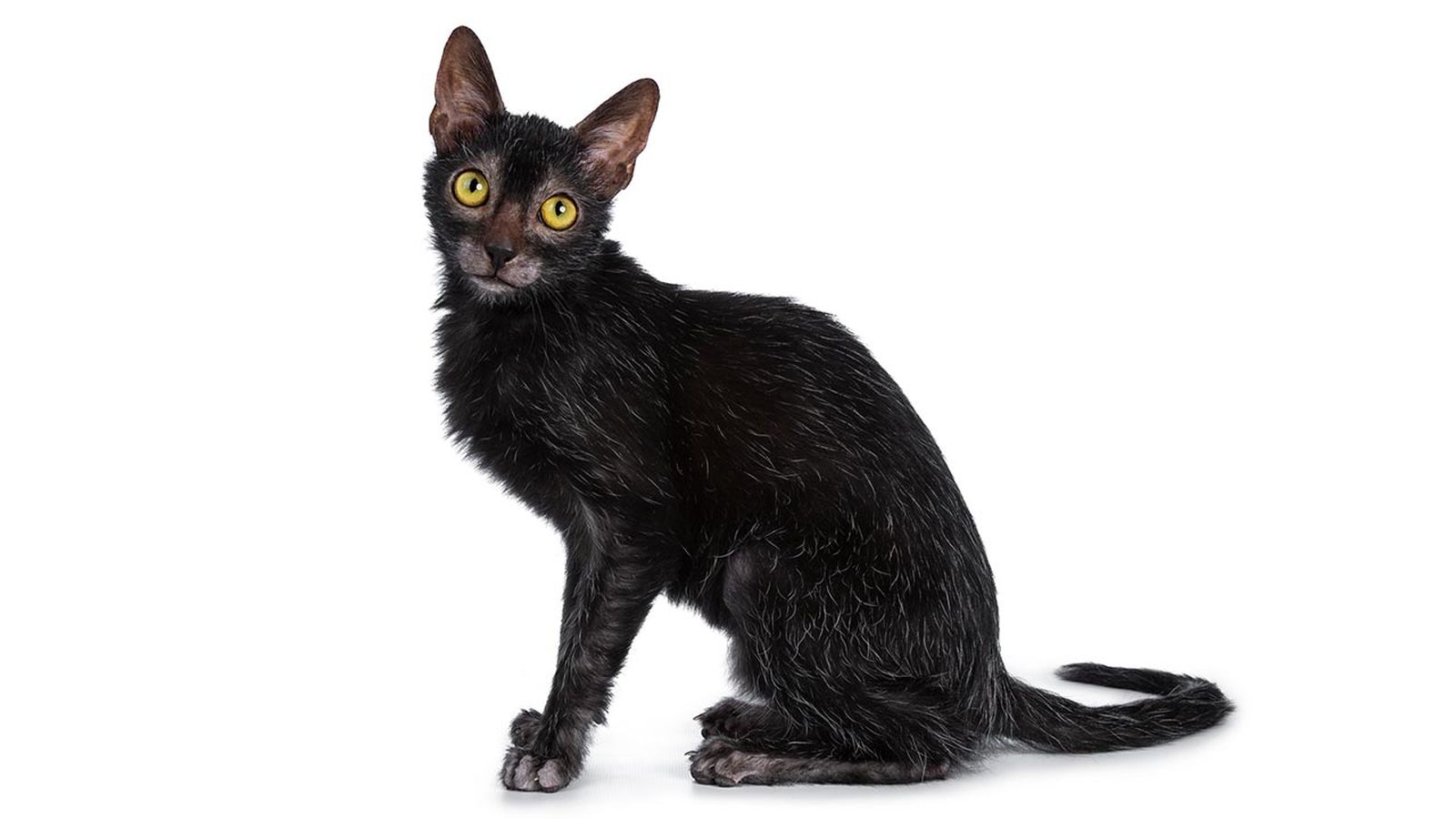 lykoi gato lobo 5 lykoi gato lobo 5