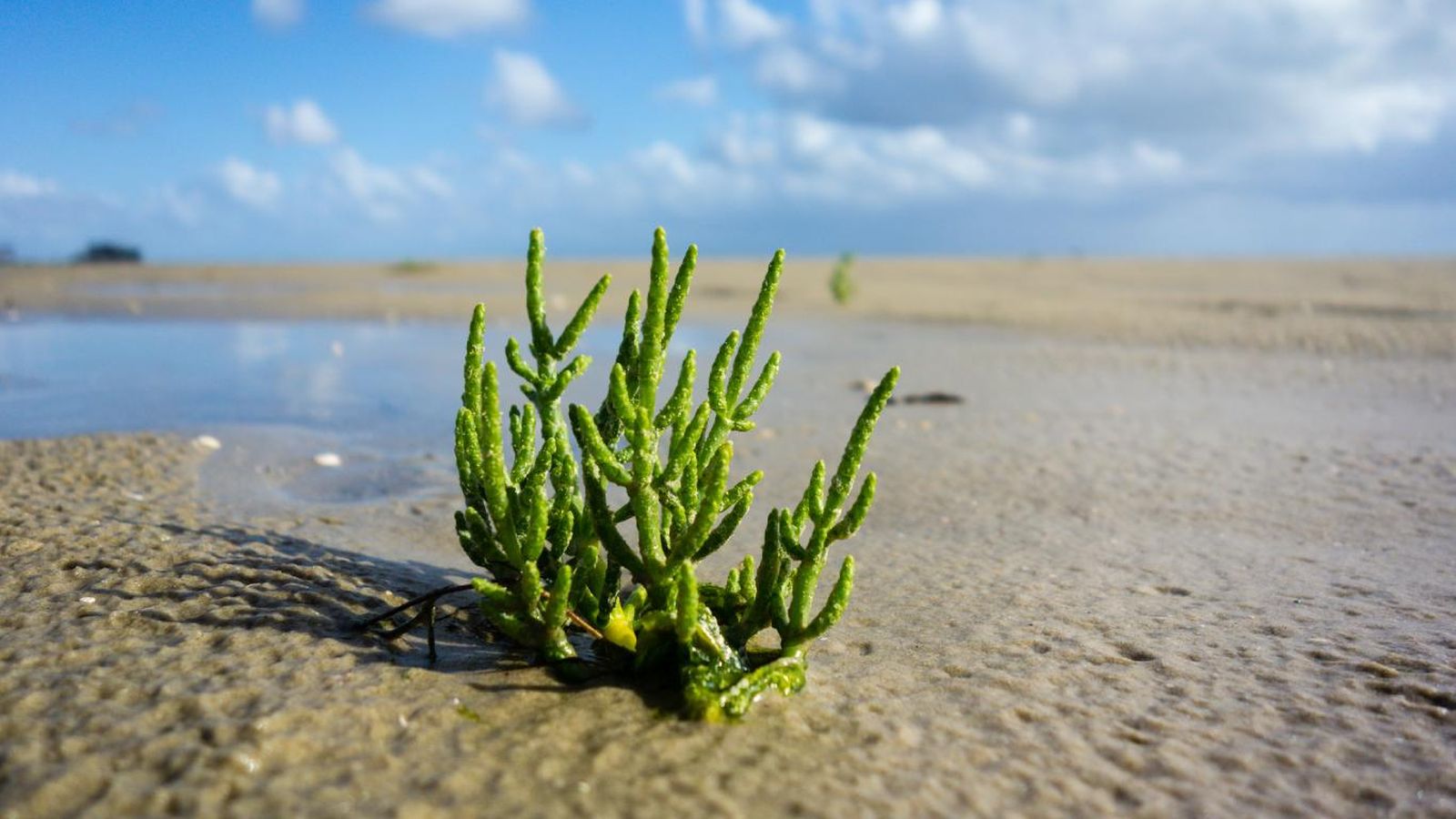 Salicornia europaea, una planta halofita.