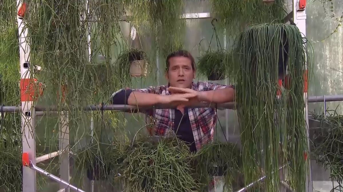 deco 691 variedades rhipsalis cilindrico inicio