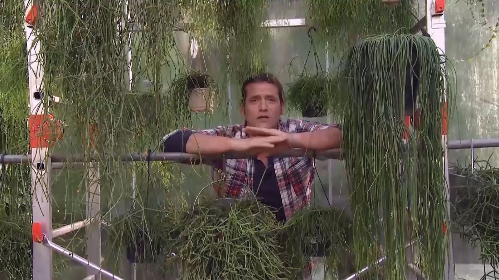 deco 691 variedades rhipsalis cilindrico inicio deco 691 variedades rhipsalis cilindrico inicio
