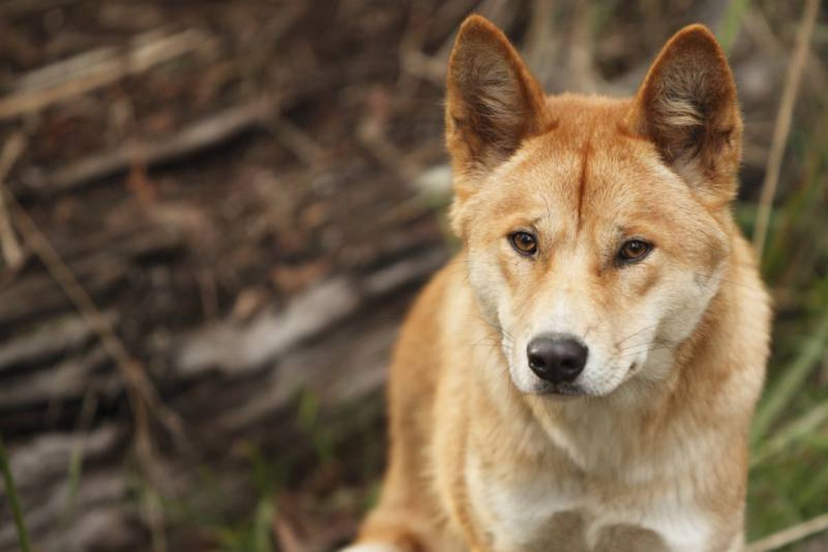 El dingo es una curiosa criatura que ha captado la atención de gran cantidad de amantes de la naturaleza.