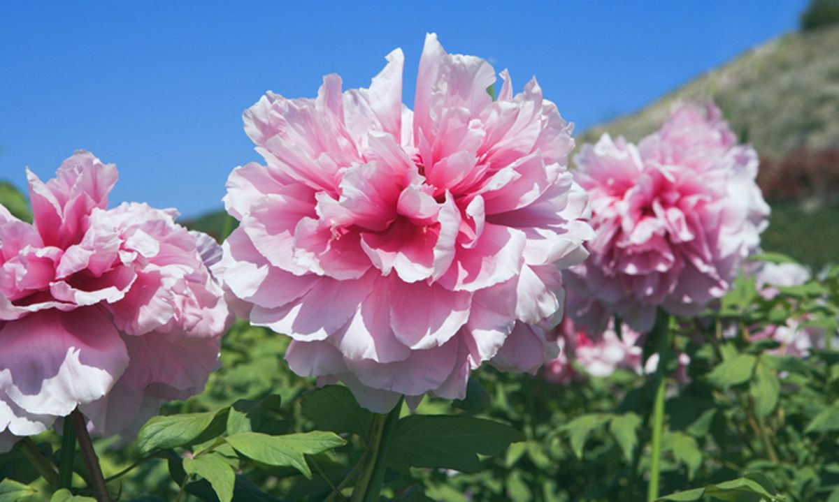 Peonía o Paeonia suffruticosa