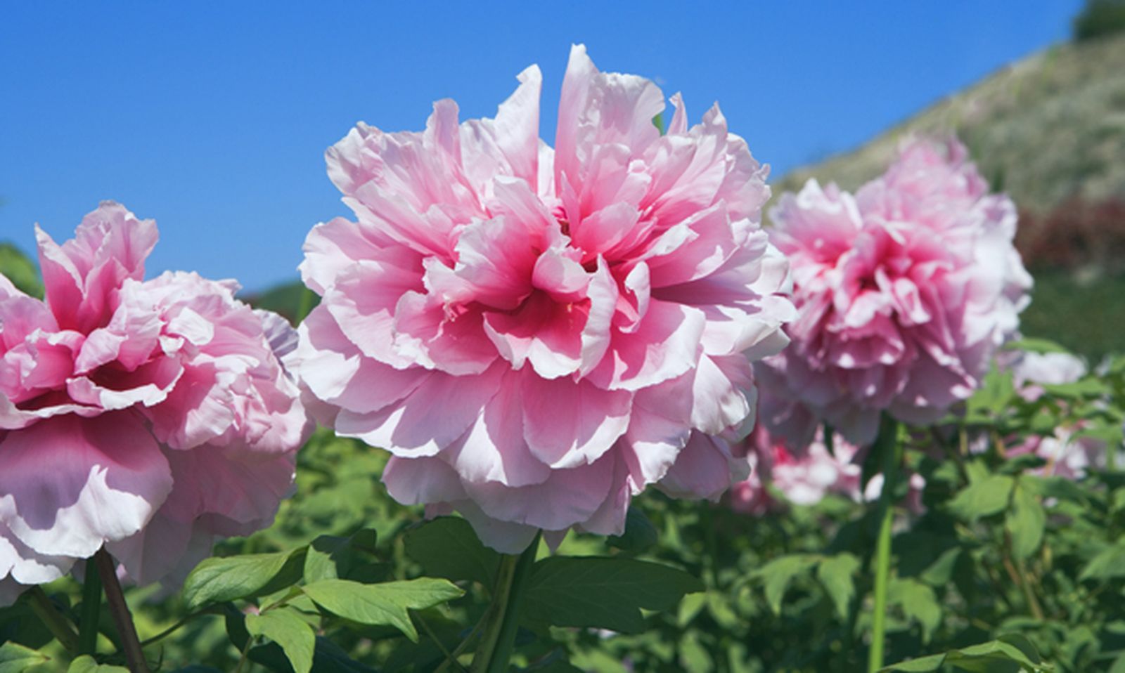 Peonía o Paeonia suffruticosa Peonía o Paeonia suffruticosa