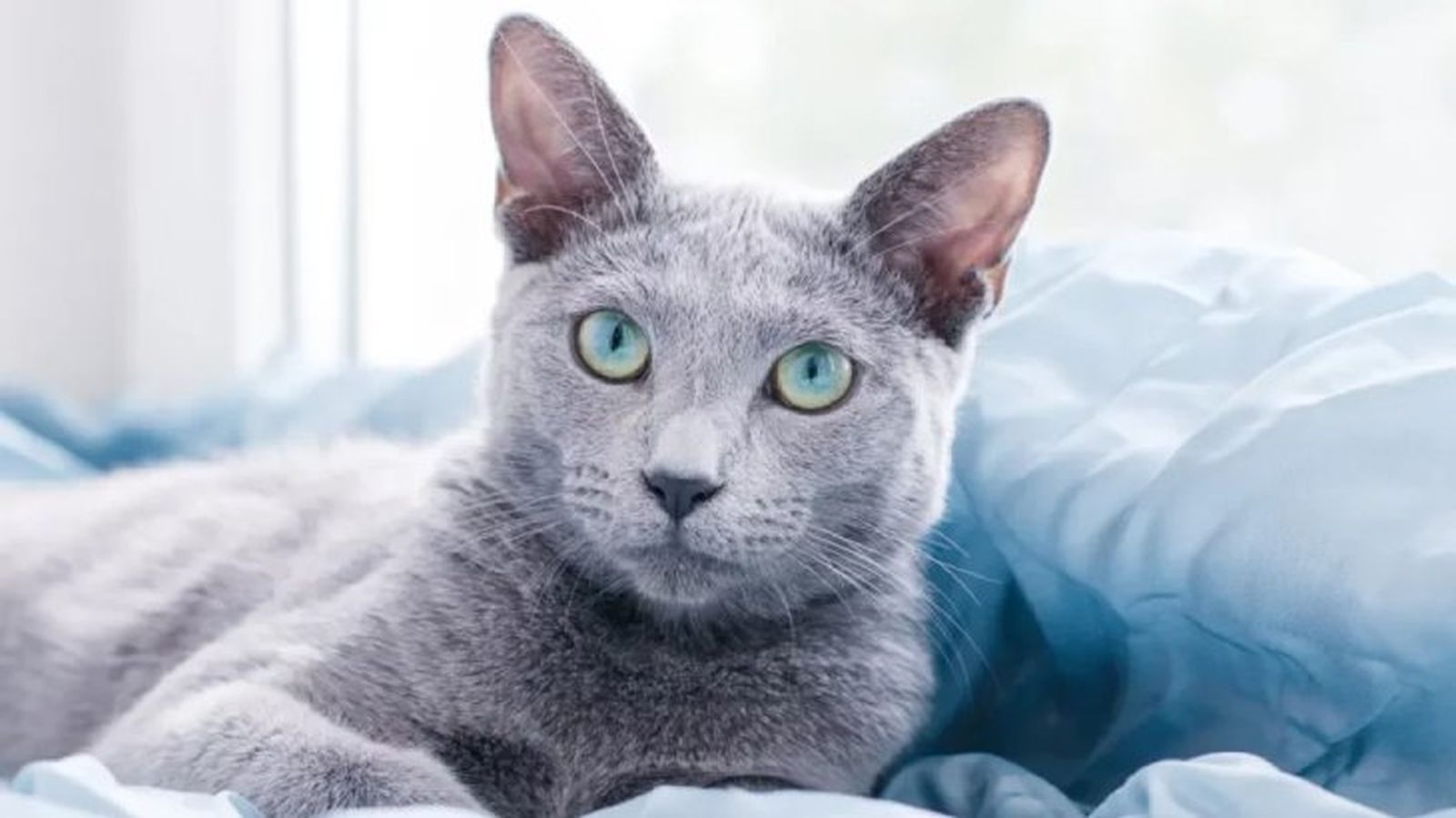gatos hipoalergenicos gato azul ruso gatos hipoalergenicos gato azul ruso