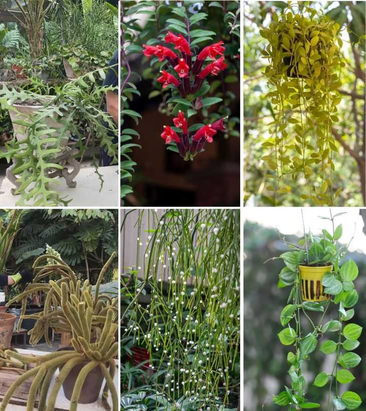 suculentas colgantes