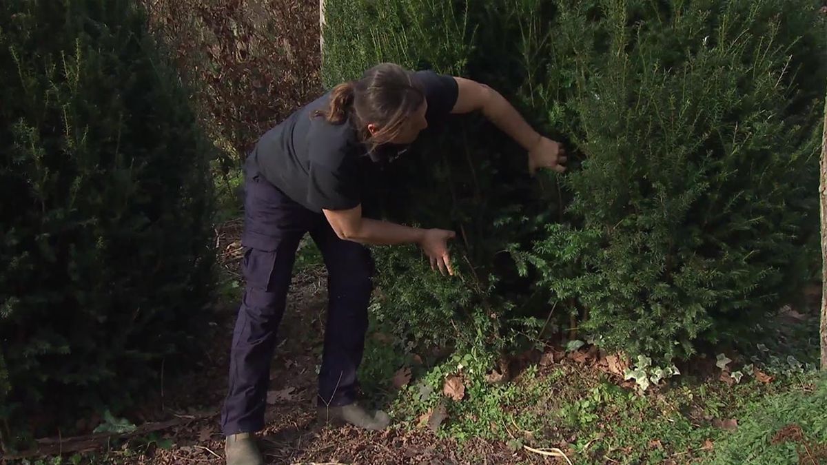 deco 764 jardin tejo diferentes plantas juntas