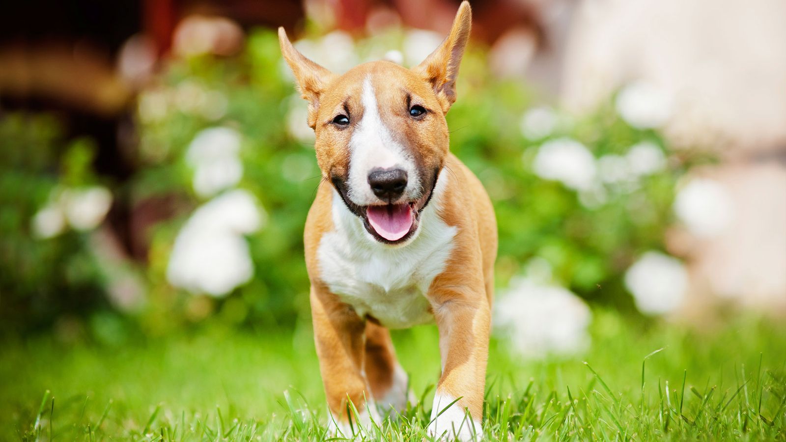 bull terrier raza perro