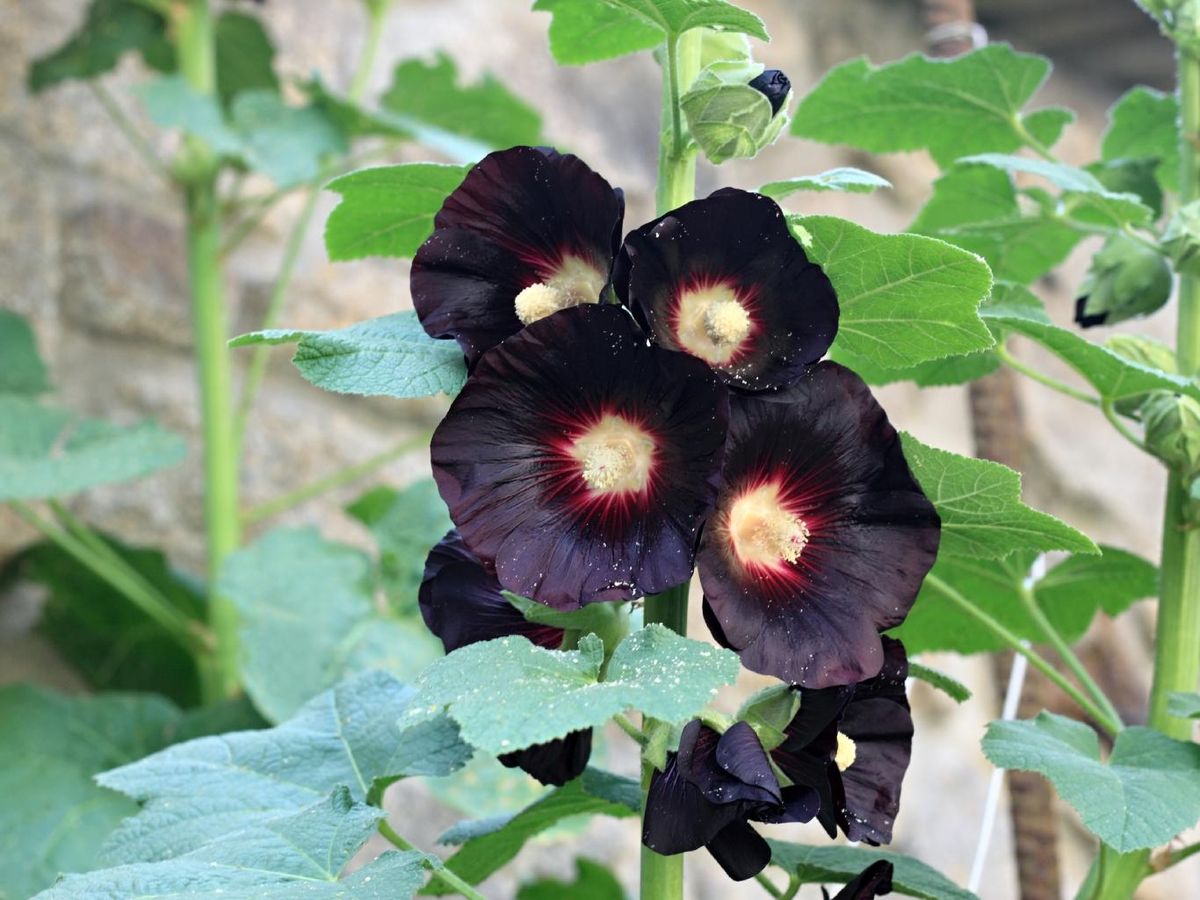 Malva real, variedad 'Nigra'.