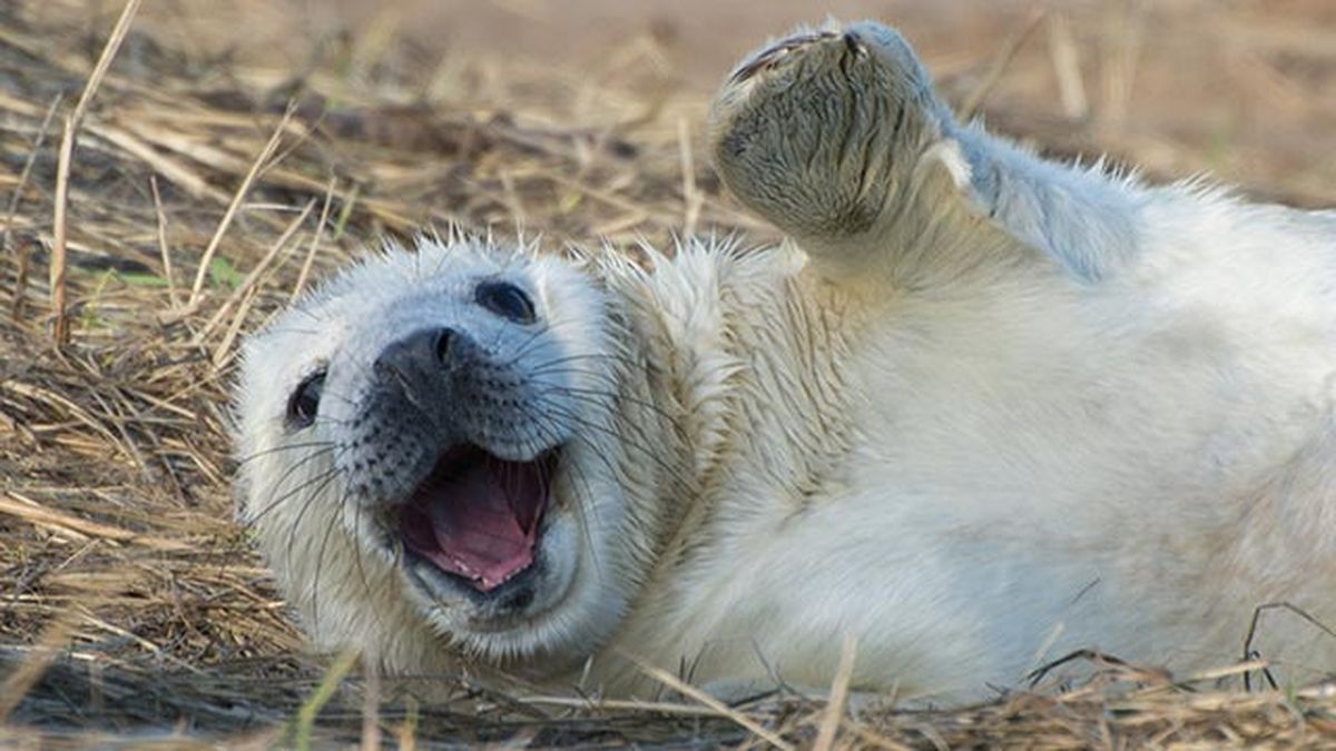 animales felices 2 cria foca