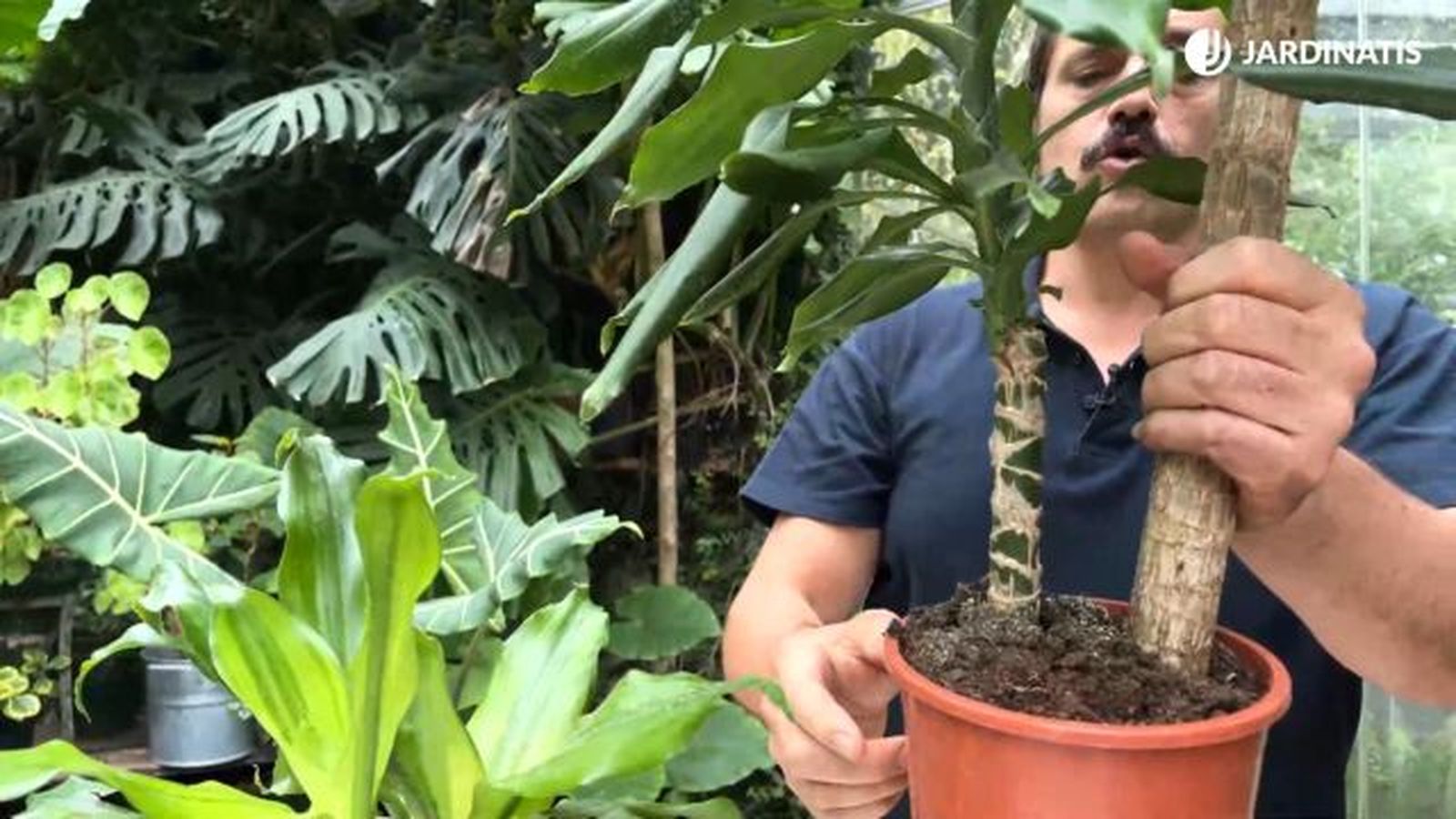 tronco de brasil dracaena fragans en maceta jardinatis 23 37 tronco de brasil dracaena fragans en maceta jardinatis 23 37