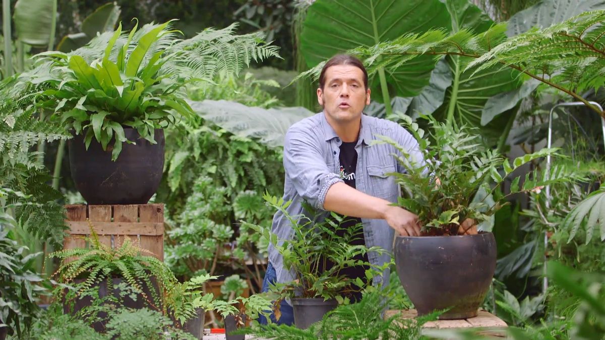 brico 929 3 helecho acebo detalle