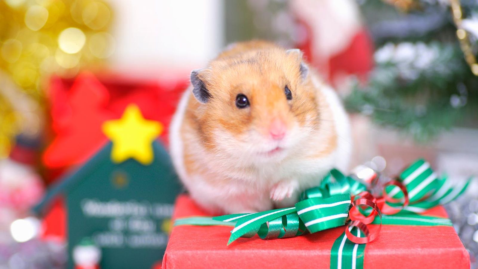 Es muy importante que durante la Navidad estemos especialmente pendientes de ellas. Es muy importante que durante la Navidad estemos especialmente pendientes de ellas.