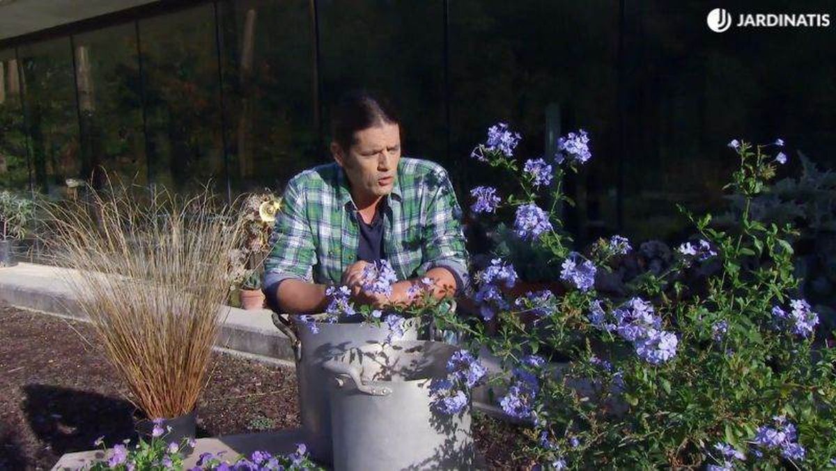 El Plumbago capensis es un arbusto perennifolio endémico de África.