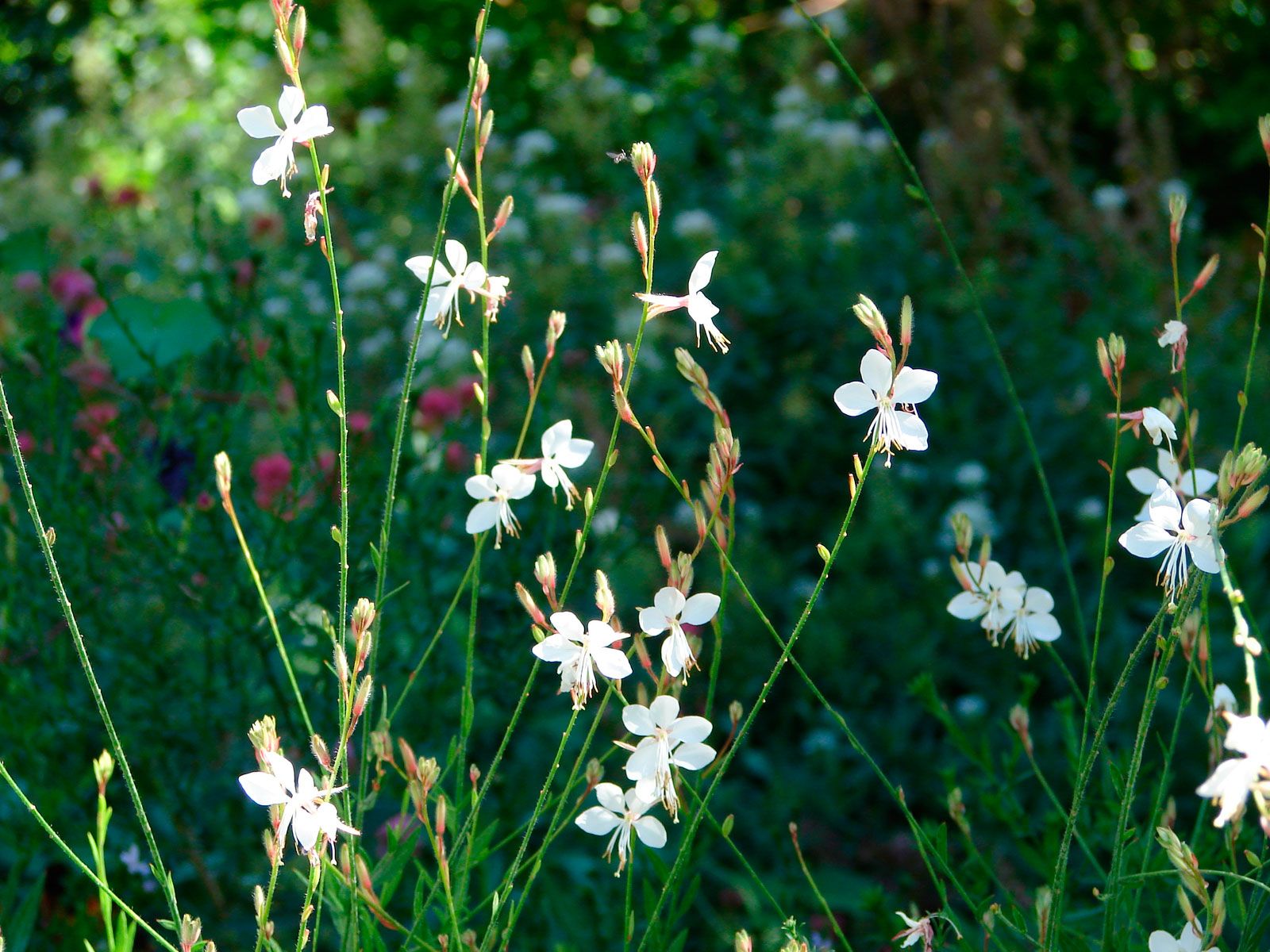 Características y reproducción de la gaura lindheimeri blanca Características y reproducción de la gaura lindheimeri blanca