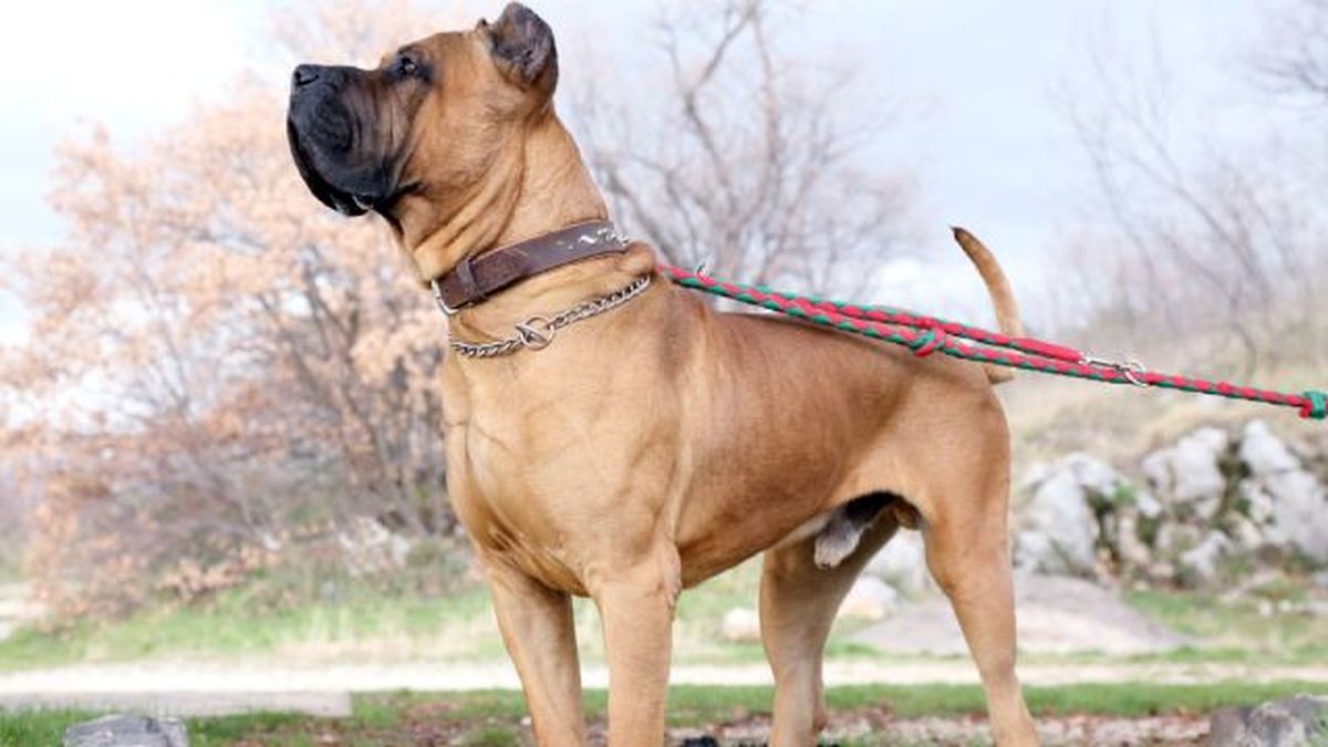 perro presa canario 7