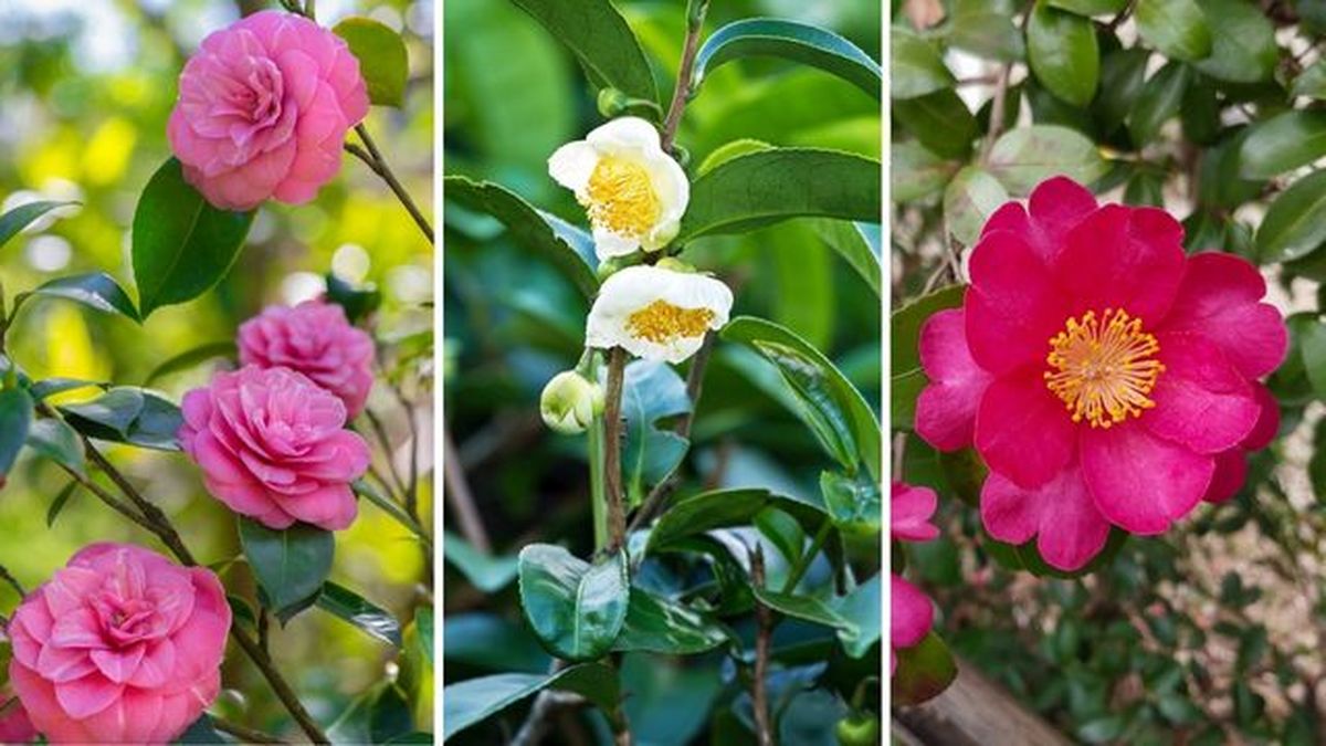 camellia japonica camellia sinensis camellia sasanqua