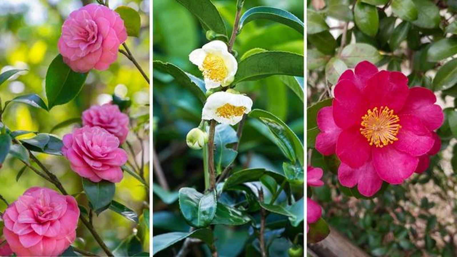 camellia japonica camellia sinensis camellia sasanqua camellia japonica camellia sinensis camellia sasanqua