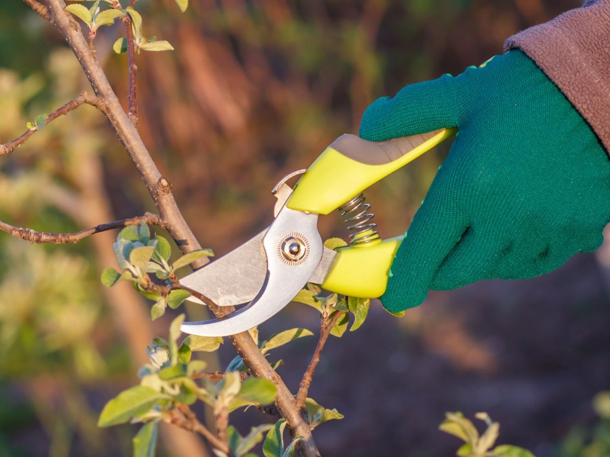 Mediante la poda de conserva la salud y la productividad del peral.