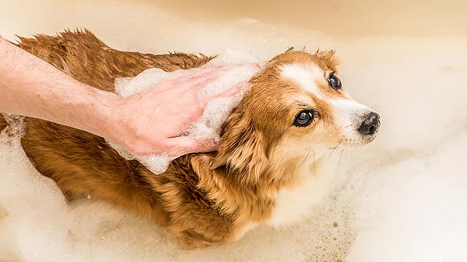 champus perros ducha champus perros ducha
