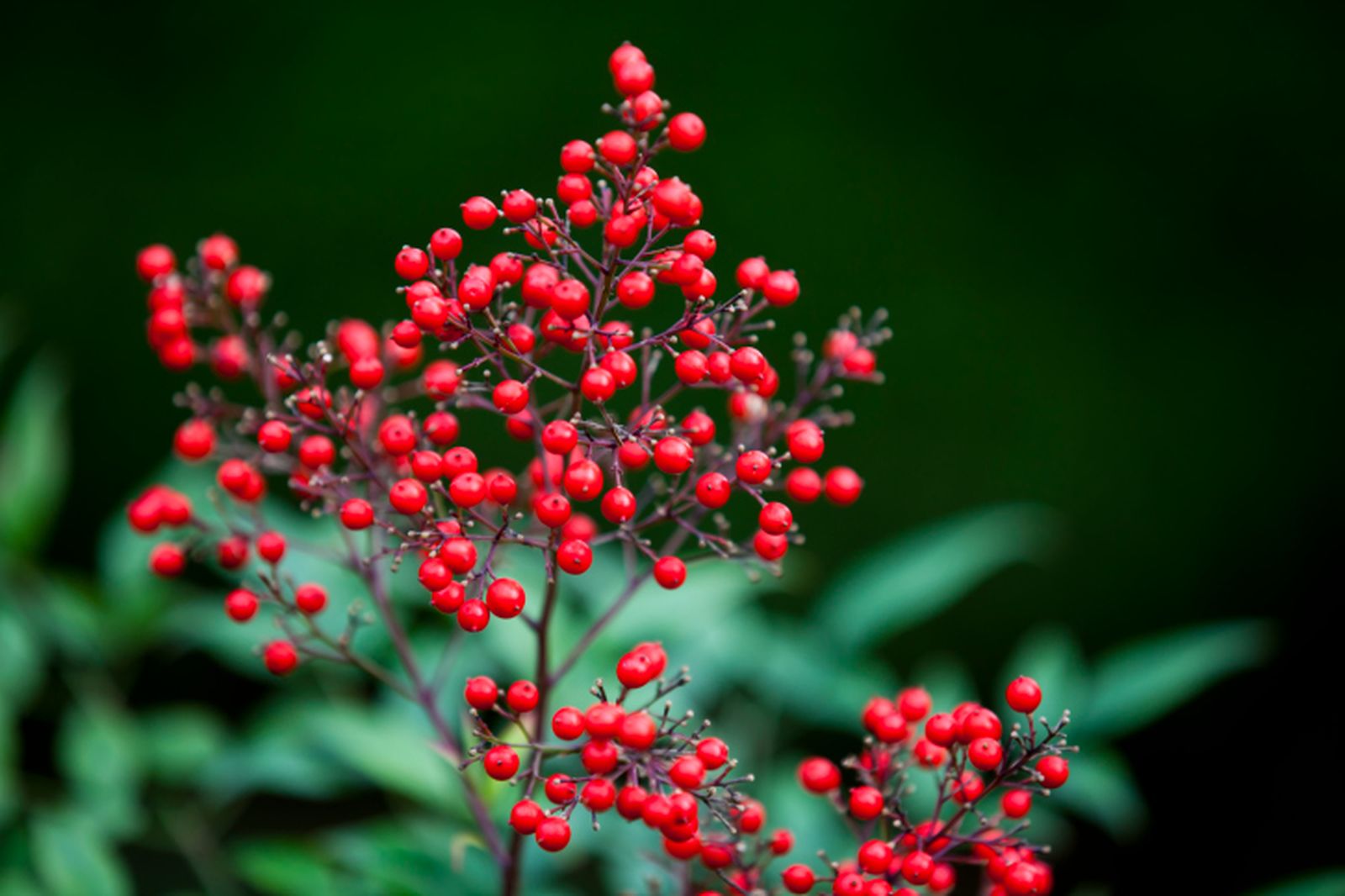 Nandina 2 Nandina 2