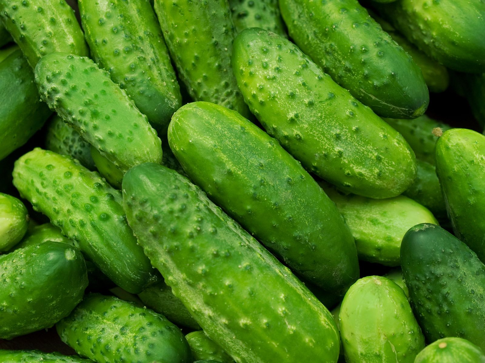 El pepino