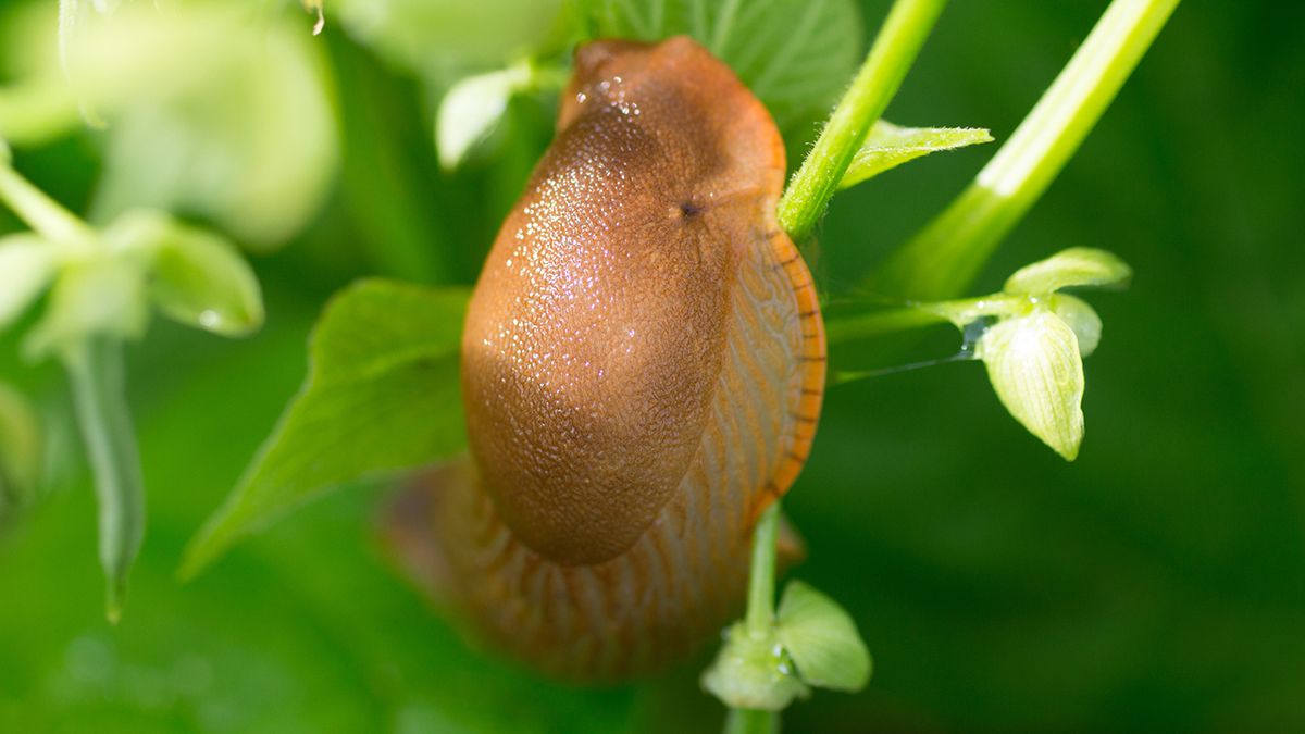 jardineria septiembre4