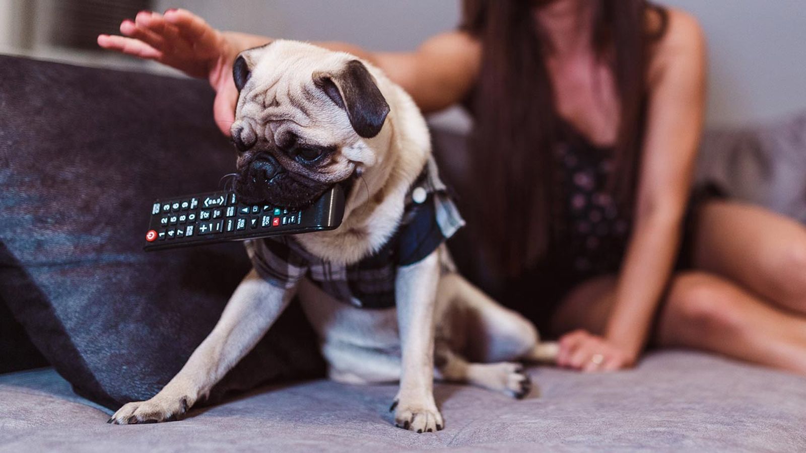 canal tv perros 1 canal tv perros 1