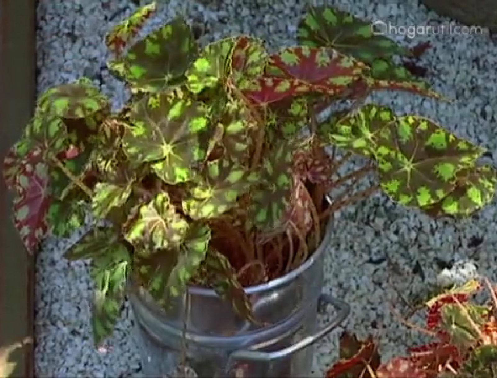 Begoña tigre o begonia bowerae Begoña tigre o begonia bowerae