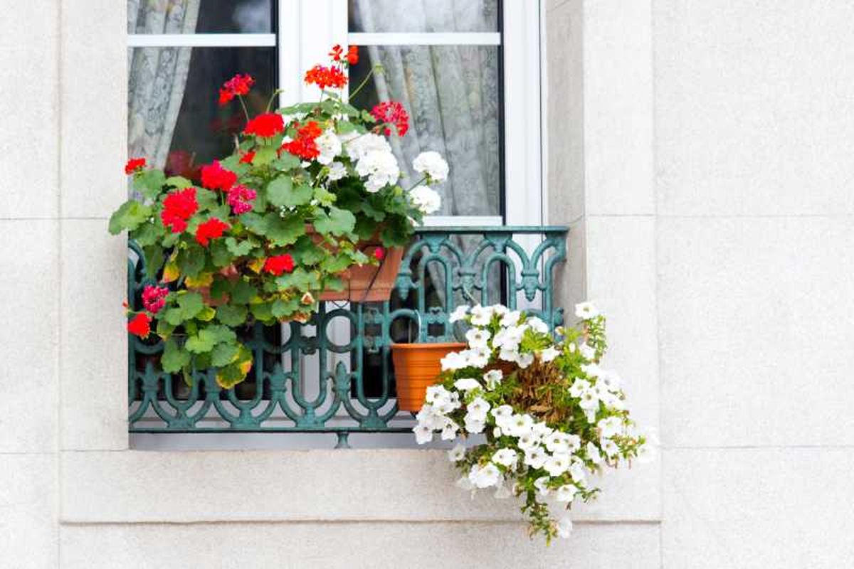 Ventana de una casa decorada con geranios rojos y blancos y surfinias, muy típico de la decoración cordobesa.