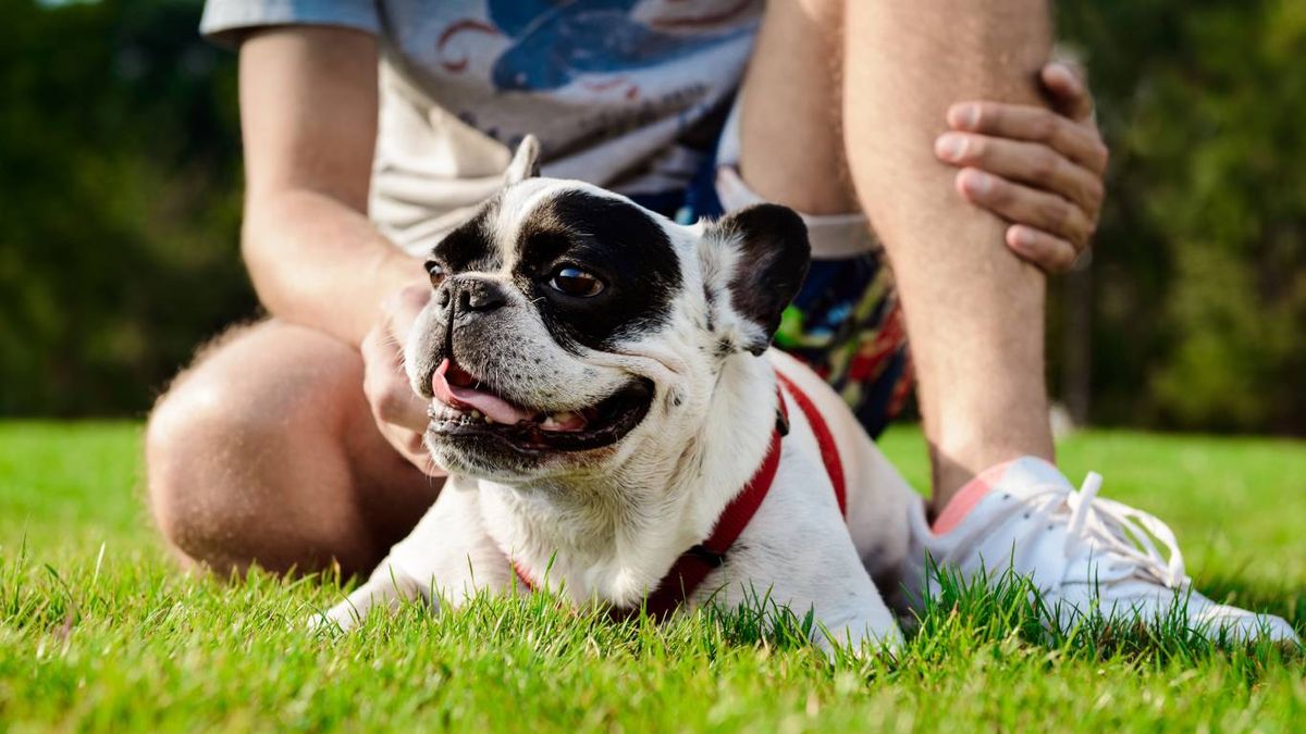 Es importante que los perros tengan sombra en el exterior