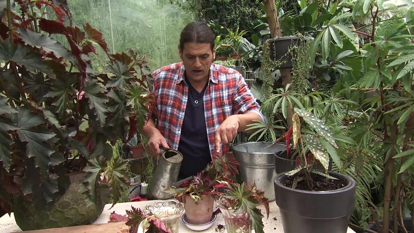 Deco743 jardineria begonia superba irene nuss trasplante tierre Deco743 jardineria begonia superba irene nuss trasplante tierre