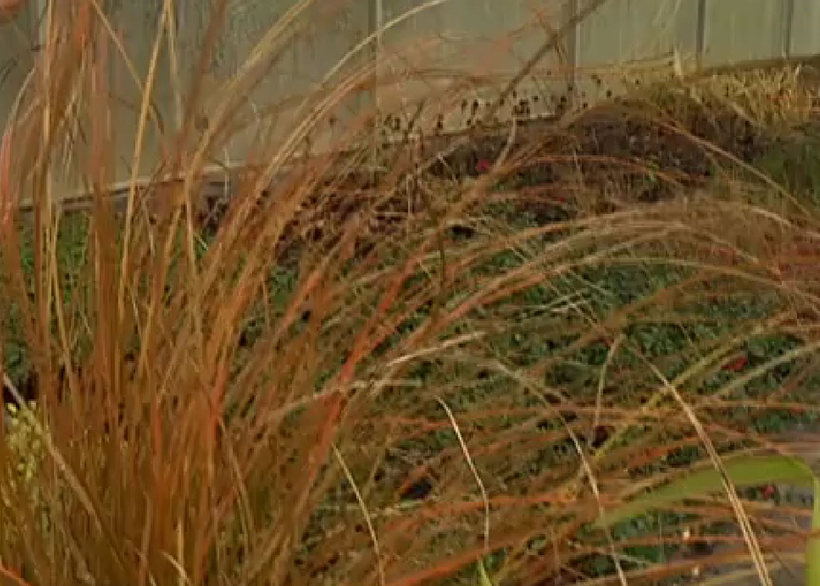plantas de colección Carex testacea, orange plantas de colección Carex testacea, orange